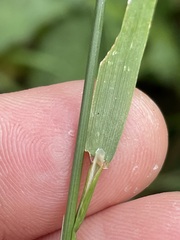 Agrostis capillaris