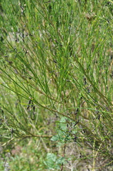 Cytisus scoparius