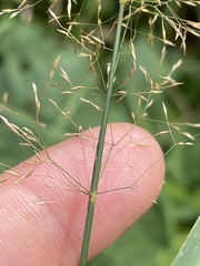 Agrostis capillaris