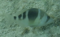 Hypoplectrus puella