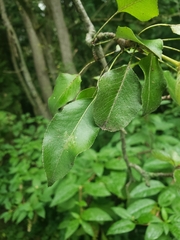 Pyrus communis