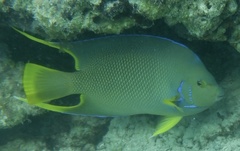 Holacanthus bermudensis
