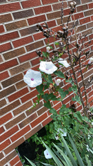 Ipomoea pandurata