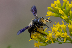 Megachile xylocopoides