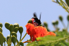 Xylocopa sulcatipes