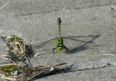 Ophiogomphus cecilia