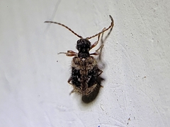 Ptinus texanus