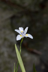 Dietes iridioides