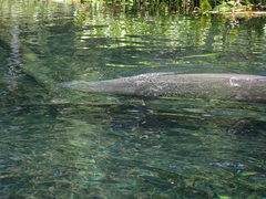 Trichechus manatus
