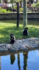 Colobus angolensis