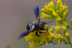 Megachile xylocopoides