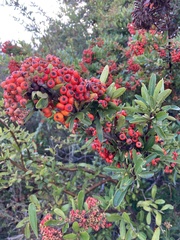 Pyracantha