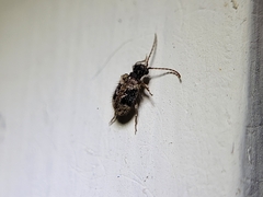Ptinus texanus