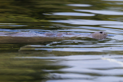 Trichechus manatus