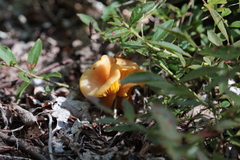 Gloioxanthomyces nitidus
