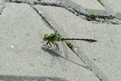Ophiogomphus cecilia