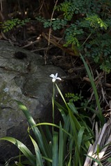 Dietes iridioides