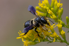 Megachile xylocopoides