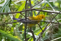 Protonotaria citrea
