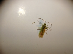 Blepharidopterus angulatus