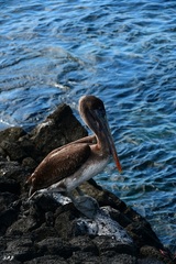 Pelecanus occidentalis urinator