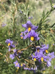 Solanum crispum