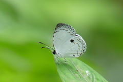 Neopithecops zalmora