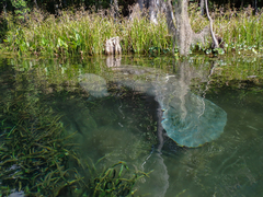 Trichechus manatus