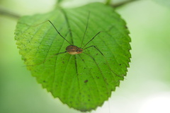 Leiobunum