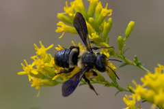 Megachile xylocopoides