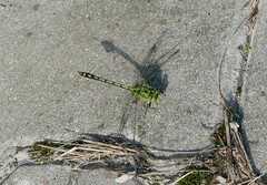 Ophiogomphus cecilia