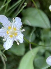 Parnassia fimbriata