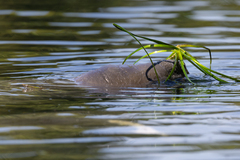 Trichechus manatus