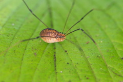 Leiobunum