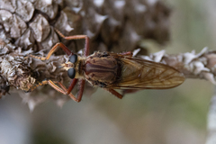 Proctacanthus heros