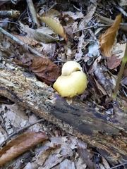 Gerronema strombodes