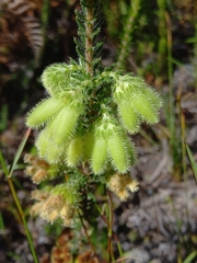 Erica sparrmanni