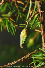 Oligotrophus juniperinus