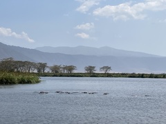 Hippopotamus amphibius