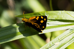 Metisella metis paris