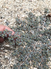 Euphorbia micromera