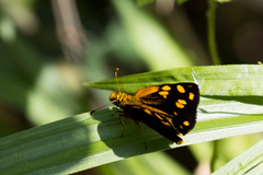 Metisella metis paris