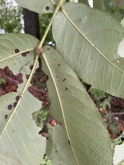 Caryomyia subulata