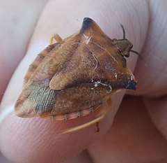Carpocoris fuscispinus