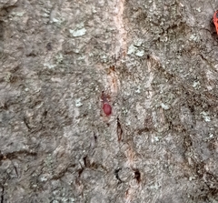 Oxycarenus lavaterae
