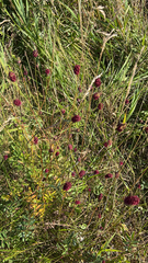 Sanguisorba officinalis
