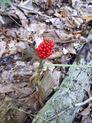 Arisaema triphyllum