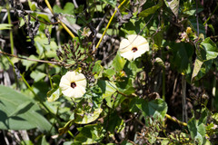 Hewittia malabarica
