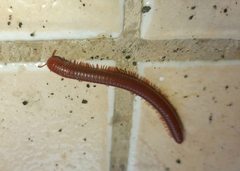 Trigoniulus corallinus