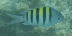 Abudefduf saxatilis